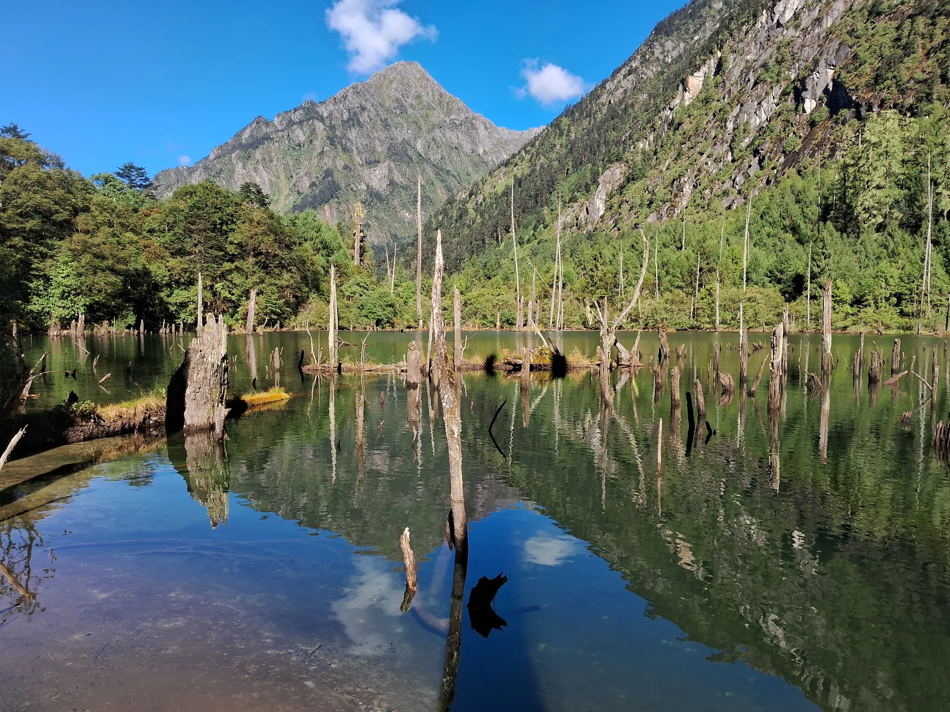 Dead standing tree lake